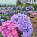 침산초등학교 남(서)편 | [제주 톺아보기 시리즈] (01) 여름 제주는 수국이 제철 (제주 동/서/남 수국 스팟 추천)