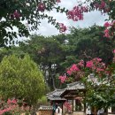 손곡 | 경주 종오정 배롱나무 꽃 명소 실시간 개화 현황(8/11) 경주 여행 가볼만 한 곳 포토존