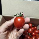 수정농장2 | 달고 과즙이 풍부한 나랑농장 방울토마토, 알도 크고 신선한 대추방울토마토