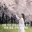 만경강길 3코스 | 전북 익산 만경강길 벚꽃길에서 만난 실시간 벚꽃 절정 드라이브