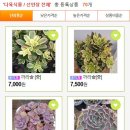 꽃뜰여행 이미지