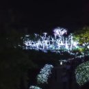 제14회 부여서동연꽃축제가 펼쳐지는 서동공원의 야간 경관을 공개 이미지