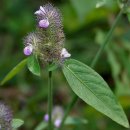 [2월 12일 탄생화] 쥐꼬리망초(Justicia Procumbes) : 가련미의 극치 이미지