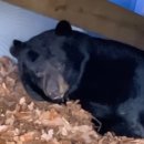 “깨우지 않을게” 美 가정집 뒷마당 ‘겨울잠’ 든 흑곰 이미지