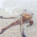 마포낙지한마리수제비 이미지