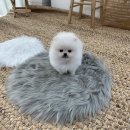하이펍 강아지고양이 김포본점 이미지