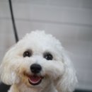 견사무소 애견미용실 네이버블로그