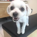 말티스토리 이미지