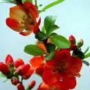 소중한 너라서 이미지