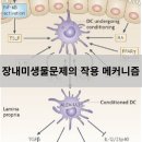 신사터미널마취통증의학과의원 | 장내미생물문제의 작용 메커니즘 - 인천터미널정형외과, 신사터미널마취통증의학과