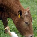 황소목장 이미지