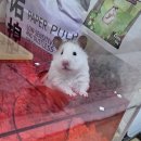 달빛 햄스터리 | [수원 햄스터분양/달빛햄스터리 후기] 황연근, 황동석 분양 후기 및 근황