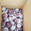 고노골농장 이미지