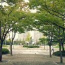 시청앞 가로수길 이미지