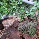 제주마을 이미지