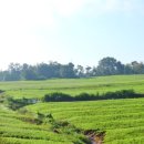 우량농지 조성공사 | 농지전수조사, 강제처분명령 재고해야