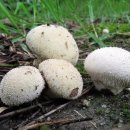 들꽃목장 이미지