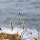 보은상회 네이버블로그
