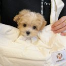 도그아트켄넬 이미지