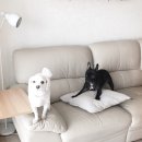 요미야 놀자 이미지