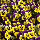 ☞11조☜ 식물도감 (팬지:Viola tricolor var.) 이미지