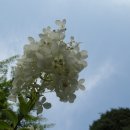 산수곡 Daum카페