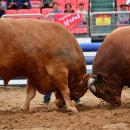 청도소싸움미디어체험관 이미지