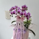 영전농장 | 청주 도청꽃집 승진 영전 서양난 배송 후기