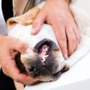 24시 이오동물병원 이미지