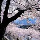 하동-화개-하동제6호 이미지