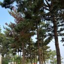 인터팜아울렛 | 수영장 있는 인천 송도국제캠핑장 2인 카라반 솔직후기&amp; 팁 (바다뷰)