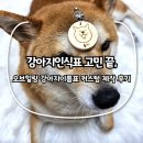 강아지언니 | 강아지인식표 고민 끝, 오브힐링 강아지이름표 커스텀 제작 후기