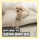 여름엔 역시 강아지쿨방석 필수 | 조은자리 강아지방석 후기