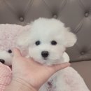 아리스타펫호텔 이미지