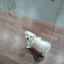인계동셀프사진관 예뻐서봄 수원인계점 에서 강아지랑 사진 찍고 왔어요