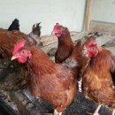 김용섭농장 이미지