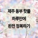 씨유제주동부관광점 | 제주 동부 여행 하루 만에 동부 핫플 완전 정복! (렌터카없이도 가능!)
