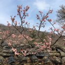 매화강산 이미지