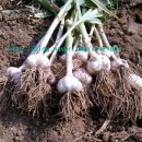 궁골 농장 이미지