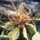 서울라파의원 이미지