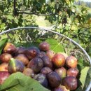 모시개민박 이미지