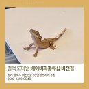 비전3로 | 평택 도마뱀 전문 베이비파충류샵 크레스티드 게코 분양 후기