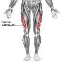 vastus lateralis 이미지