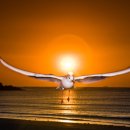 갈매기의 꿈 이미지