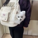 강아지 이동가방 추천, 뚜벅이견주 필수템 컴피라비올리 텐마일백 솔직 후기