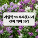 수수꽃다리 | 라일락인 줄 알고 심었는데 수수꽃다리였다고? 헷갈리는 두 꽃의 진짜 차이