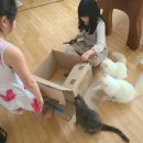 냥이사랑 이미지