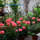 블루마리 이미지