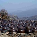 청매실농원 이미지