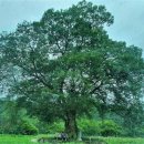 김삿갓로 이미지